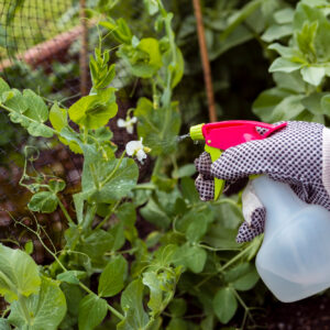 Pesticides
