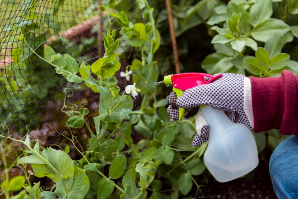Pesticides