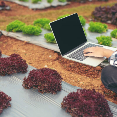 inspection-vegetable-garden-quality-by-farmers (1)