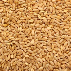 Wheat