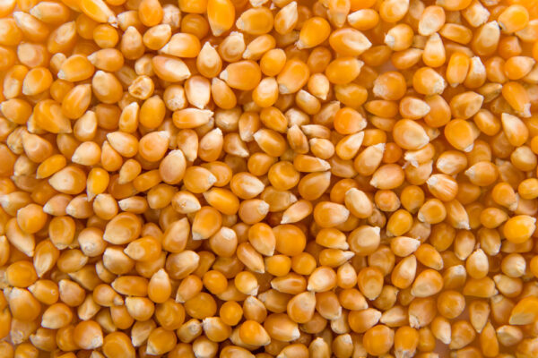 Maize loose